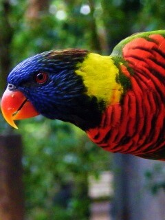 Попугай на канате обои