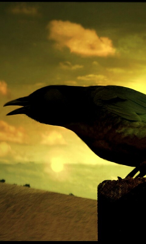 Чёрный ворон обои