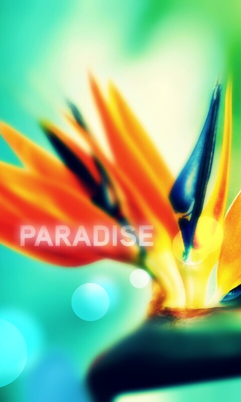 Paradise обои