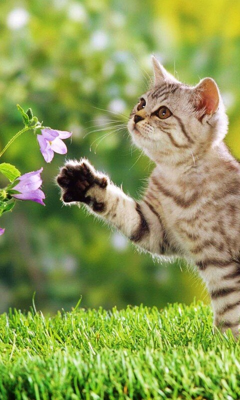 Котенок играет с цветами обои
