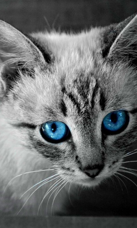 Котенок с синими глазами обои