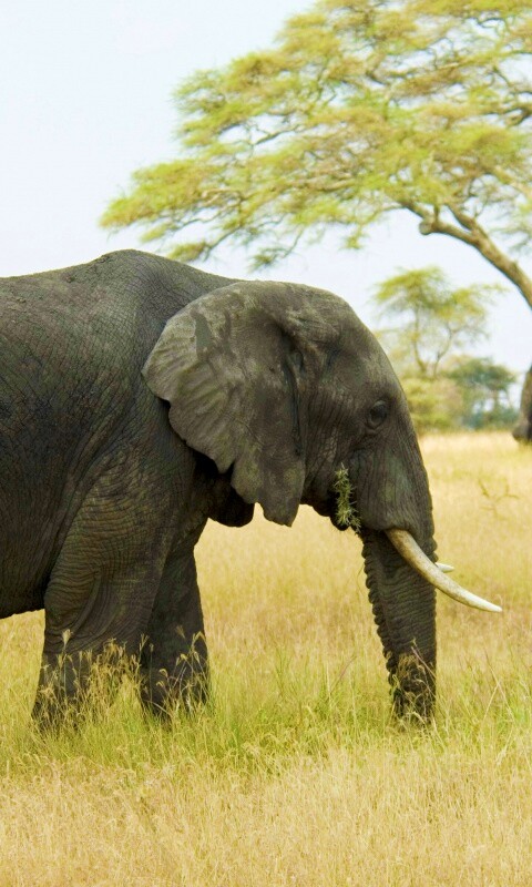 Elephant обои