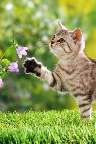 Котенок играет с цветами обои