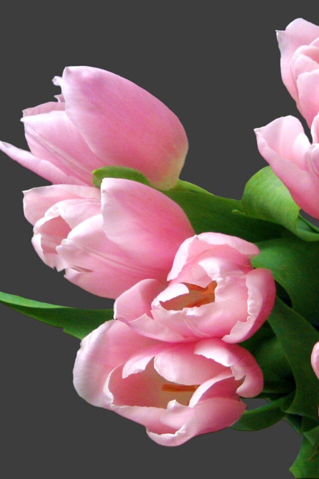 Розовый букет обои