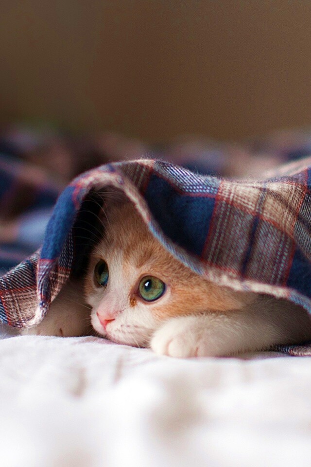 Котенок под одеялом обои