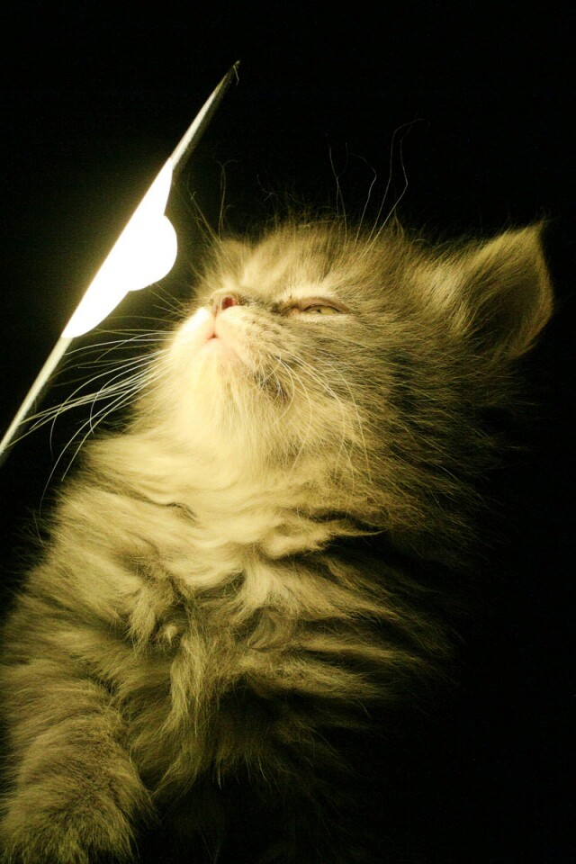 Котя на свету обои