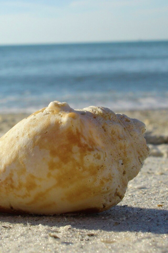 Морская раковина на пляже обои