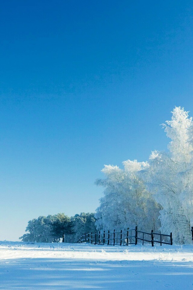 Зимний лес обои