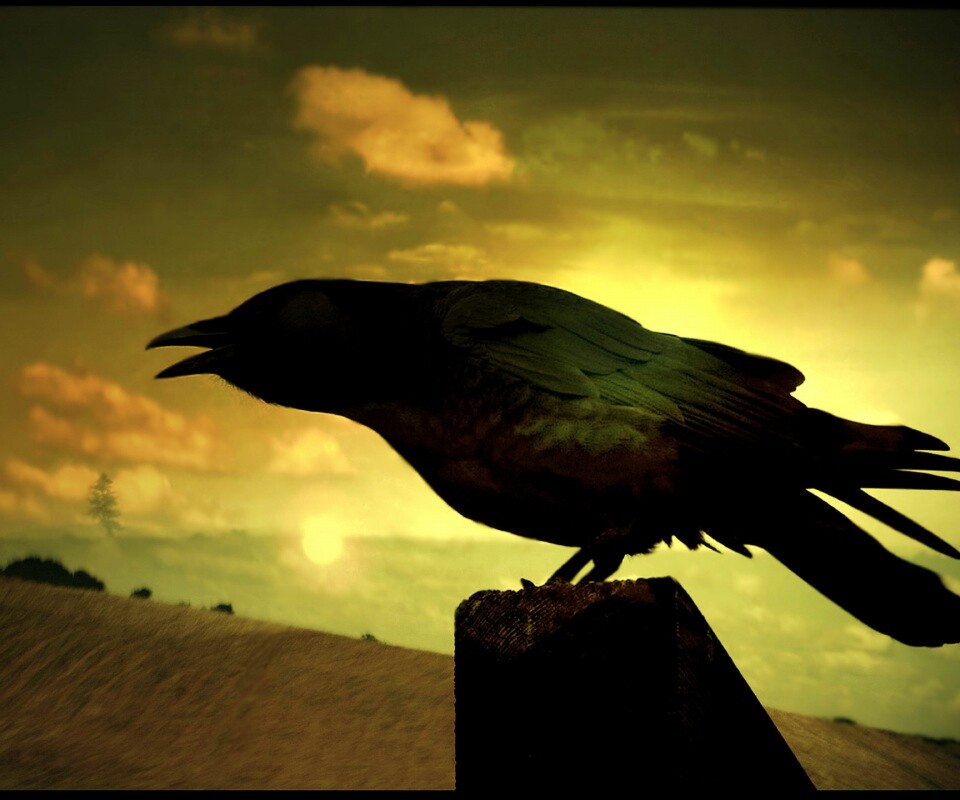 Чёрный ворон обои