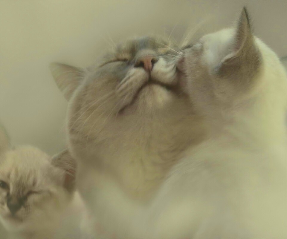 Котята с мамой обои