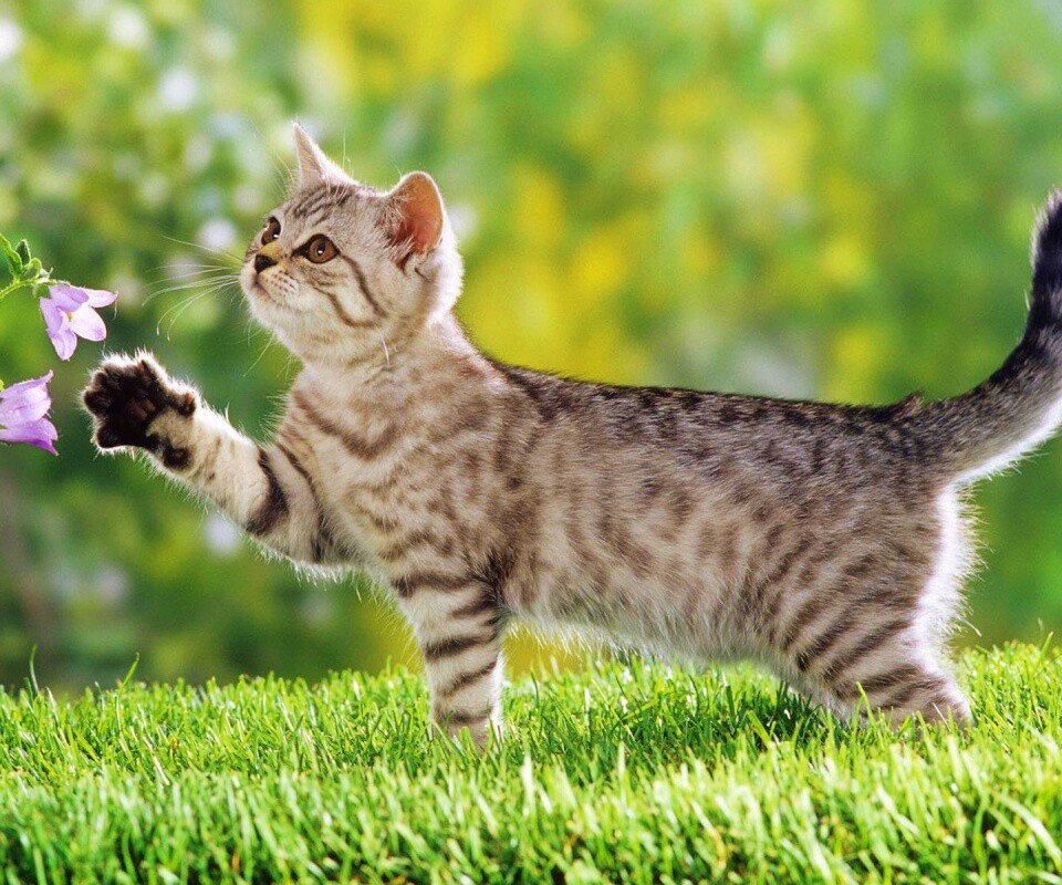 Котенок играет с цветами обои