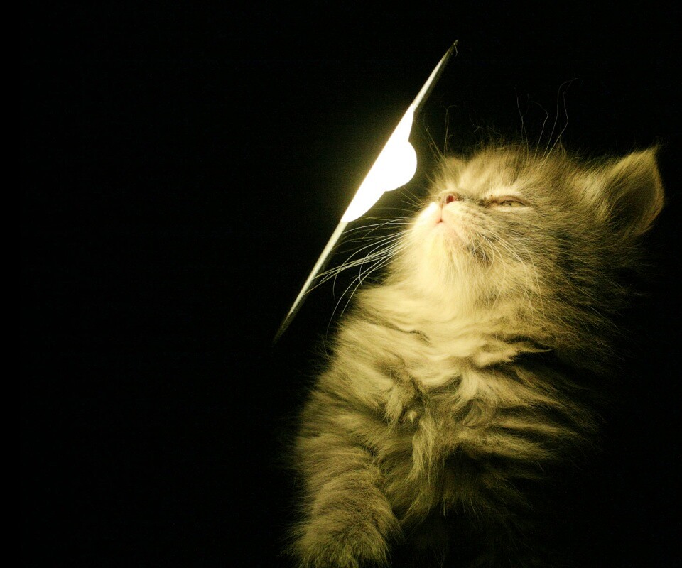 Котя на свету обои