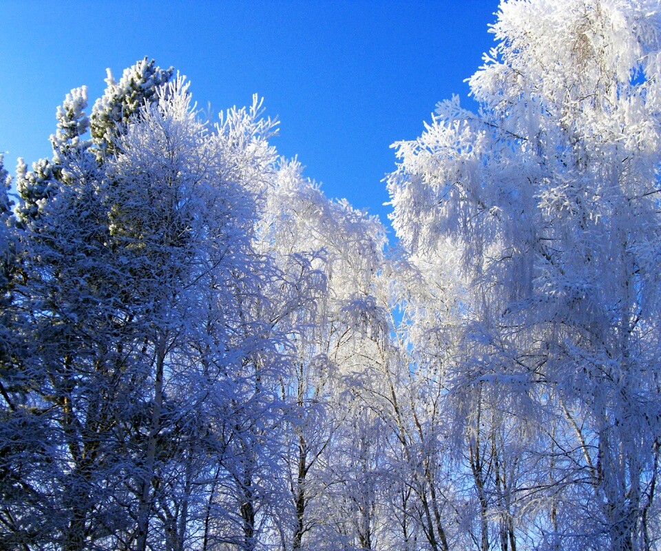 Замерзший лес обои