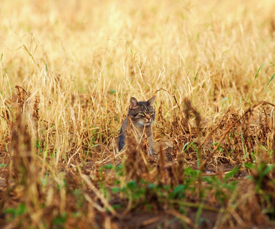 Спрятавшийся кот обои