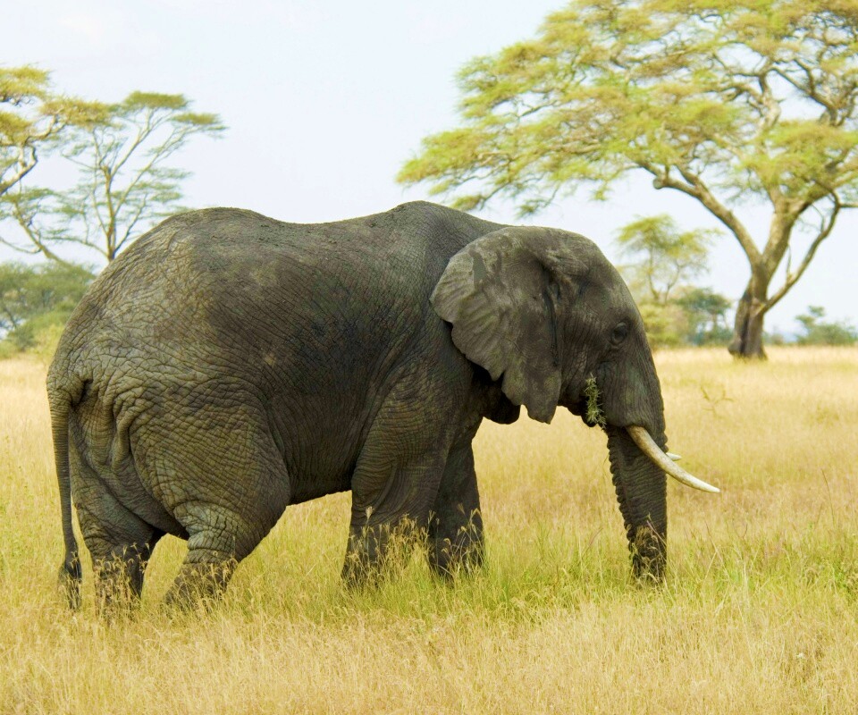 Elephant обои