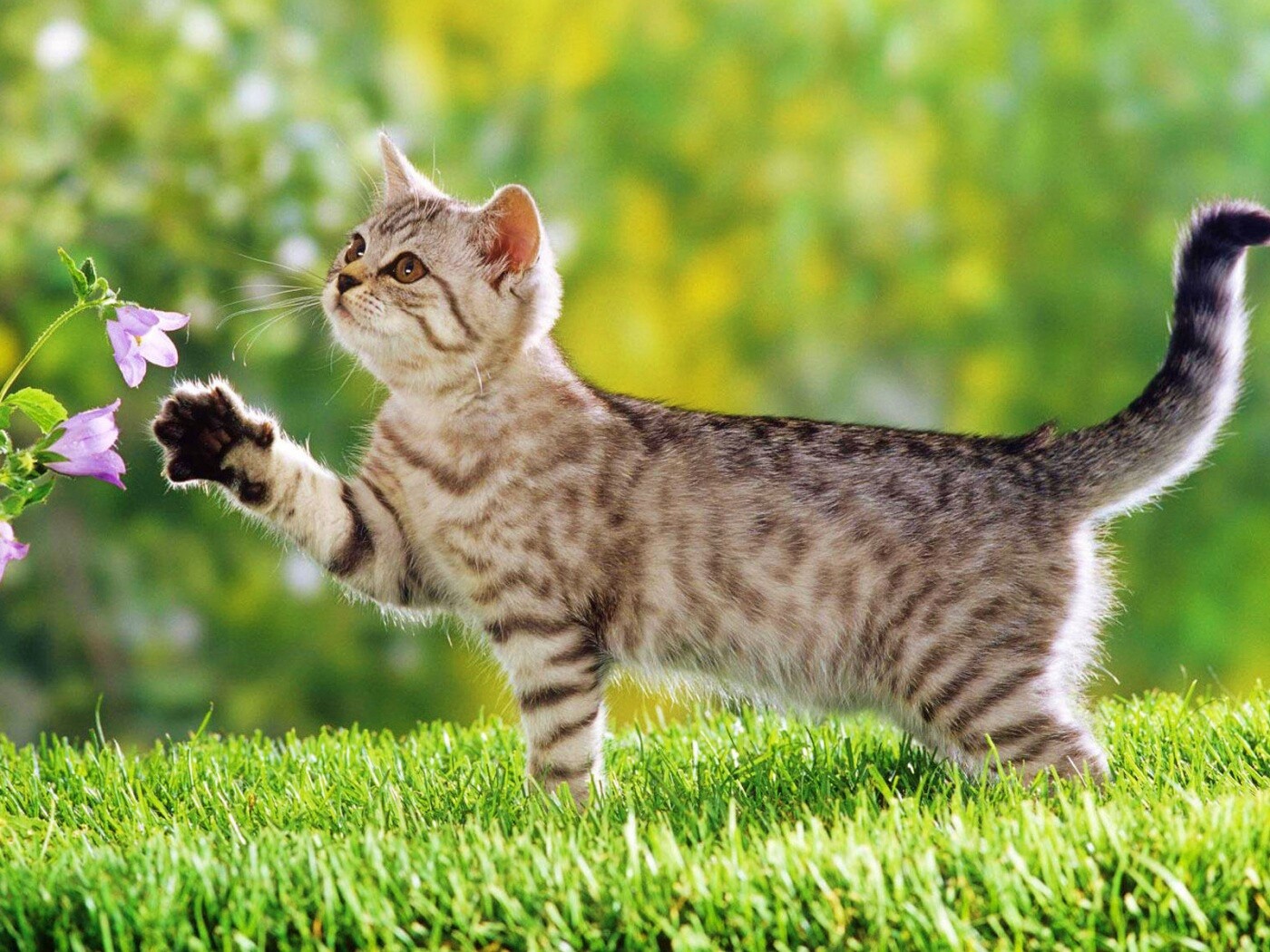 Котенок играет с цветами обои