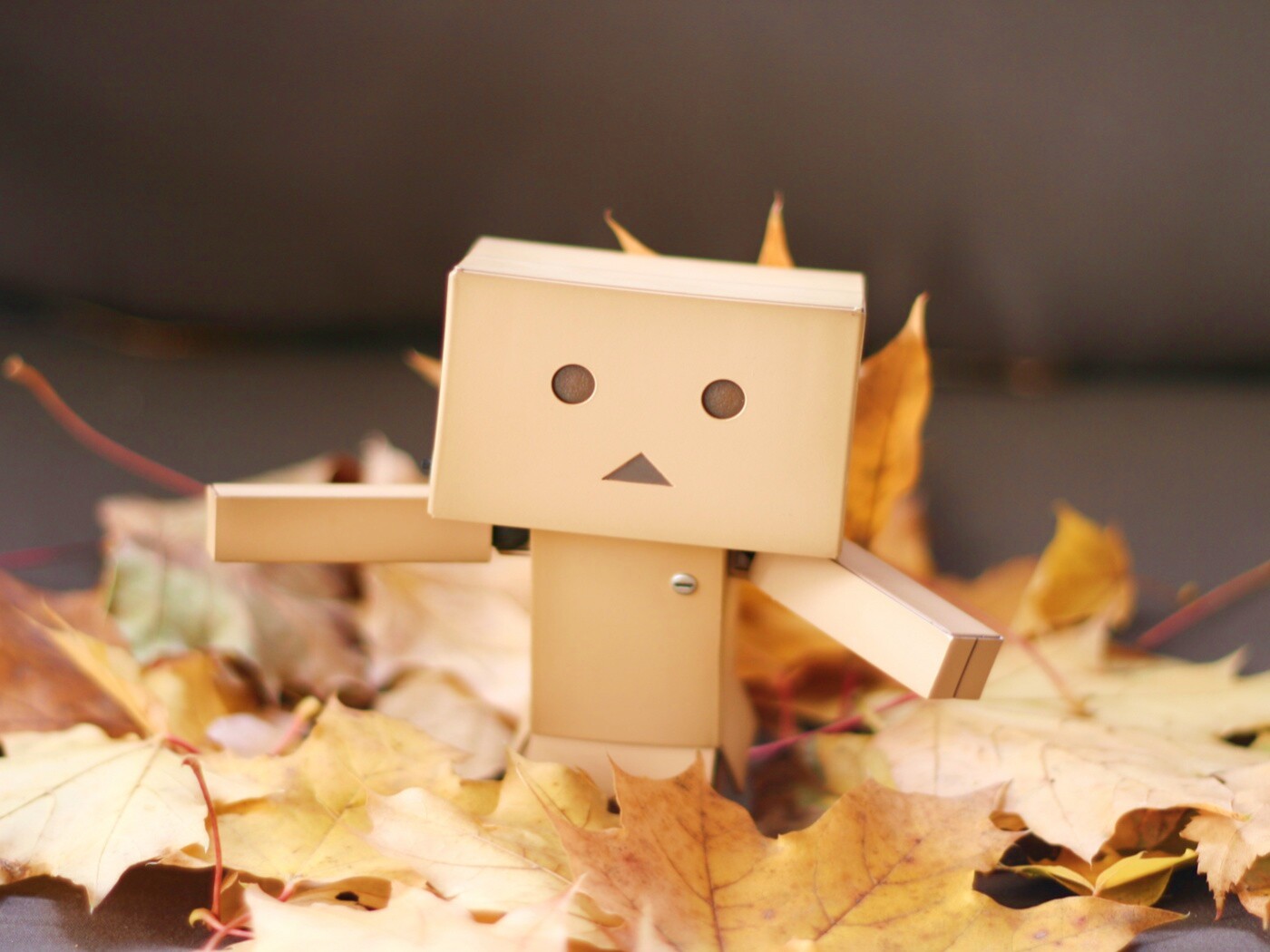 Yotsubato Danbo резвится листьях обои