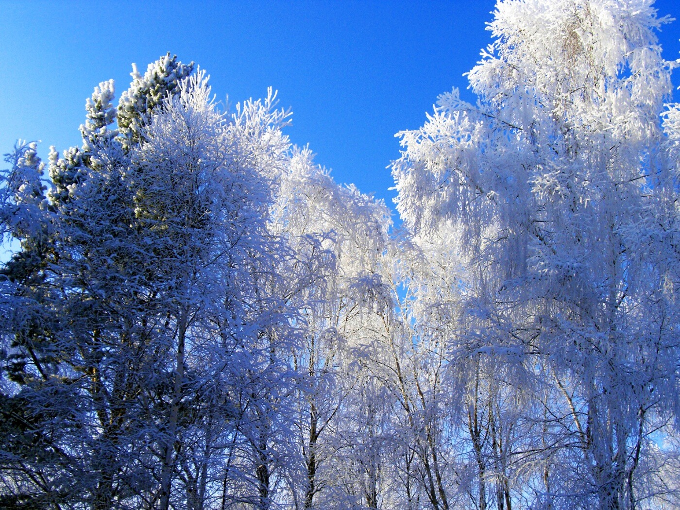 Замерзший лес обои