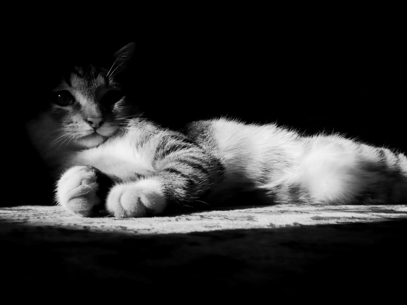Котик в тени обои