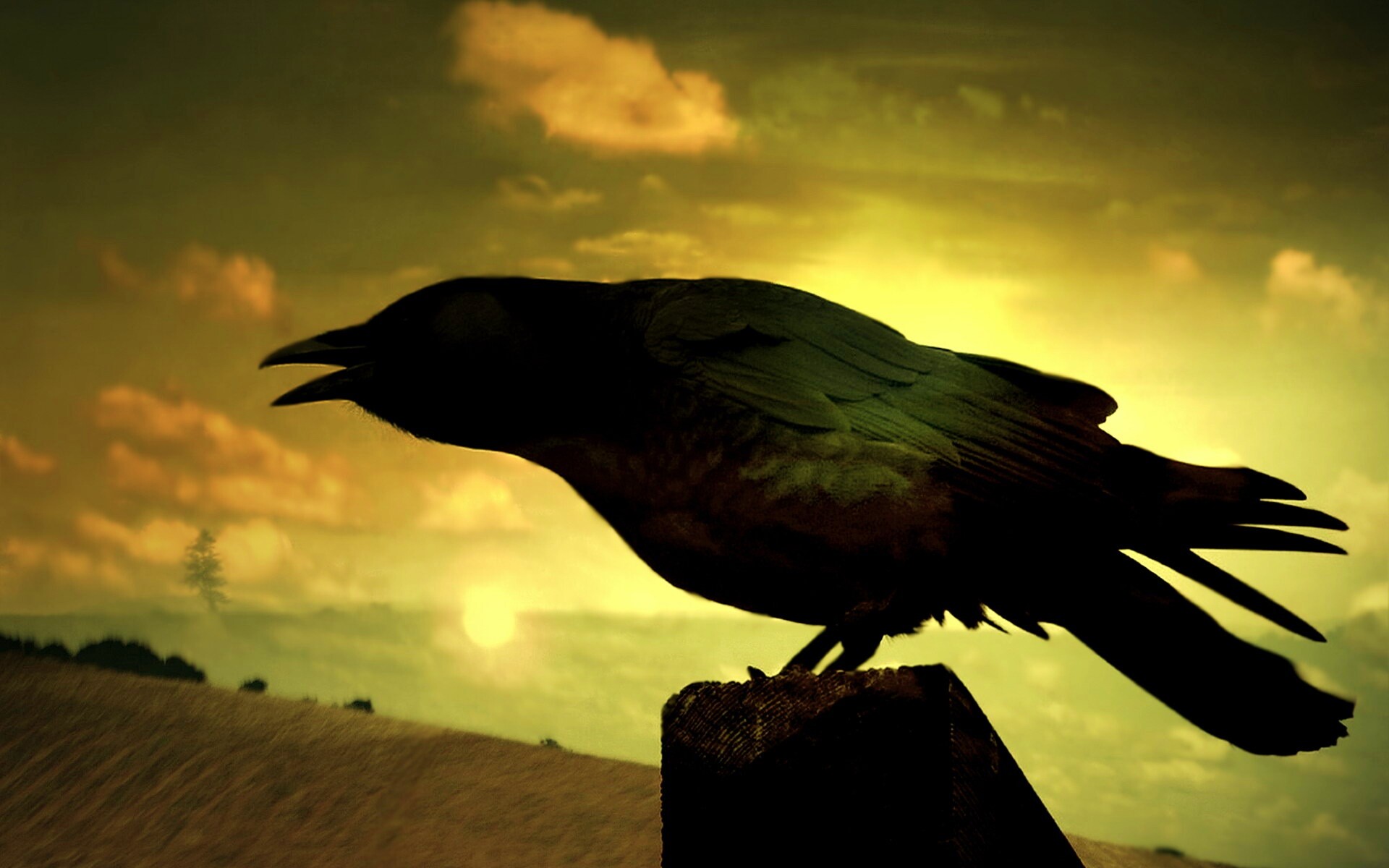 Чёрный ворон обои