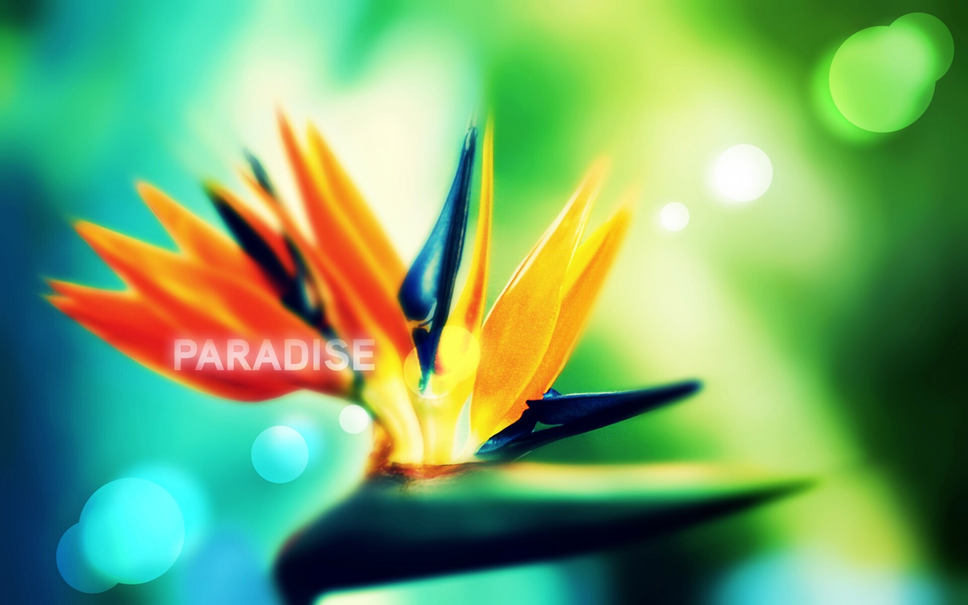 Paradise обои