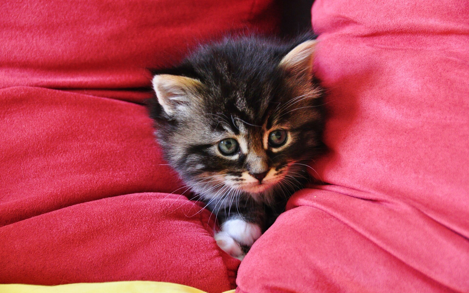 Котенок в подушках обои
