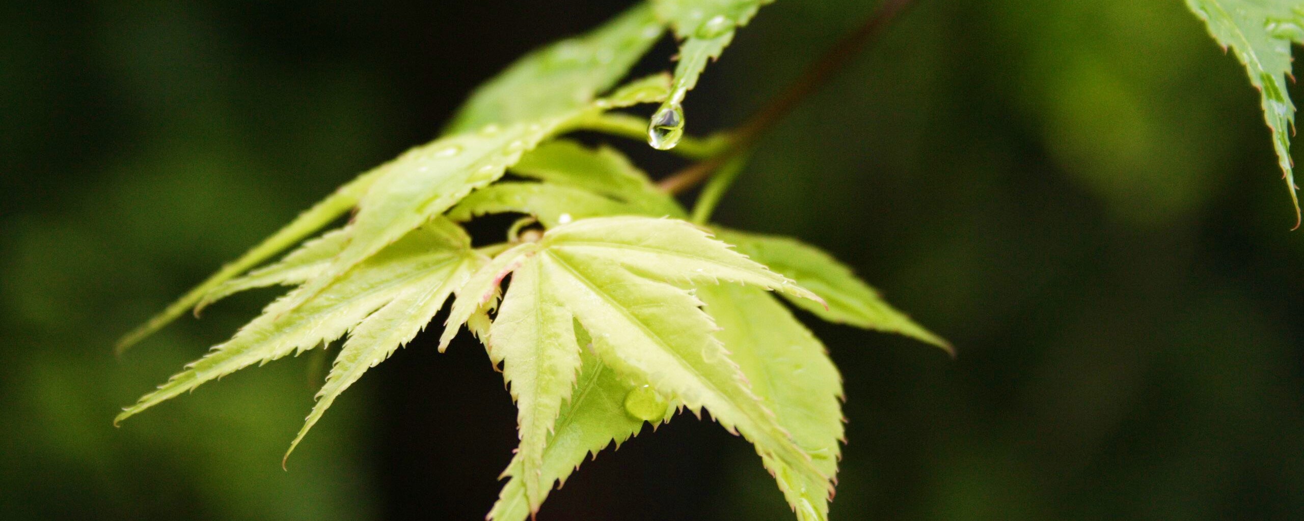 Капля на листе обои