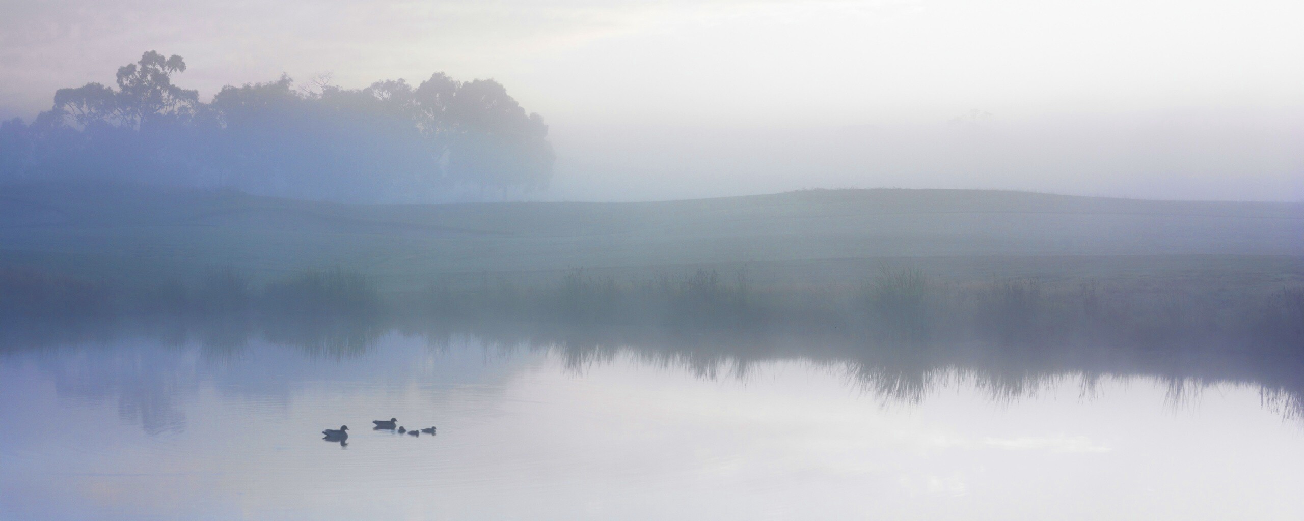 Ducks on a Misty Pond обои