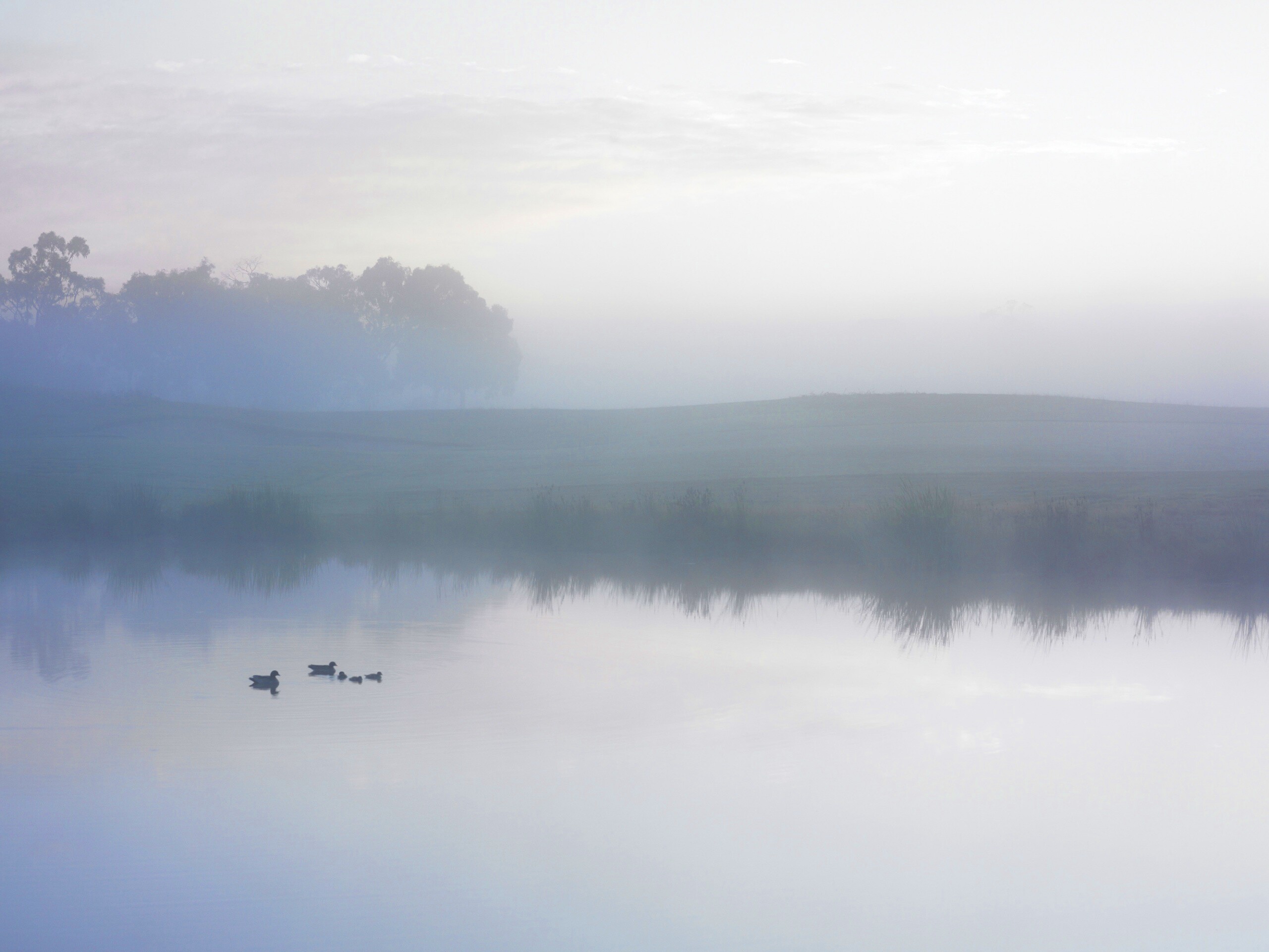 Ducks on a Misty Pond обои