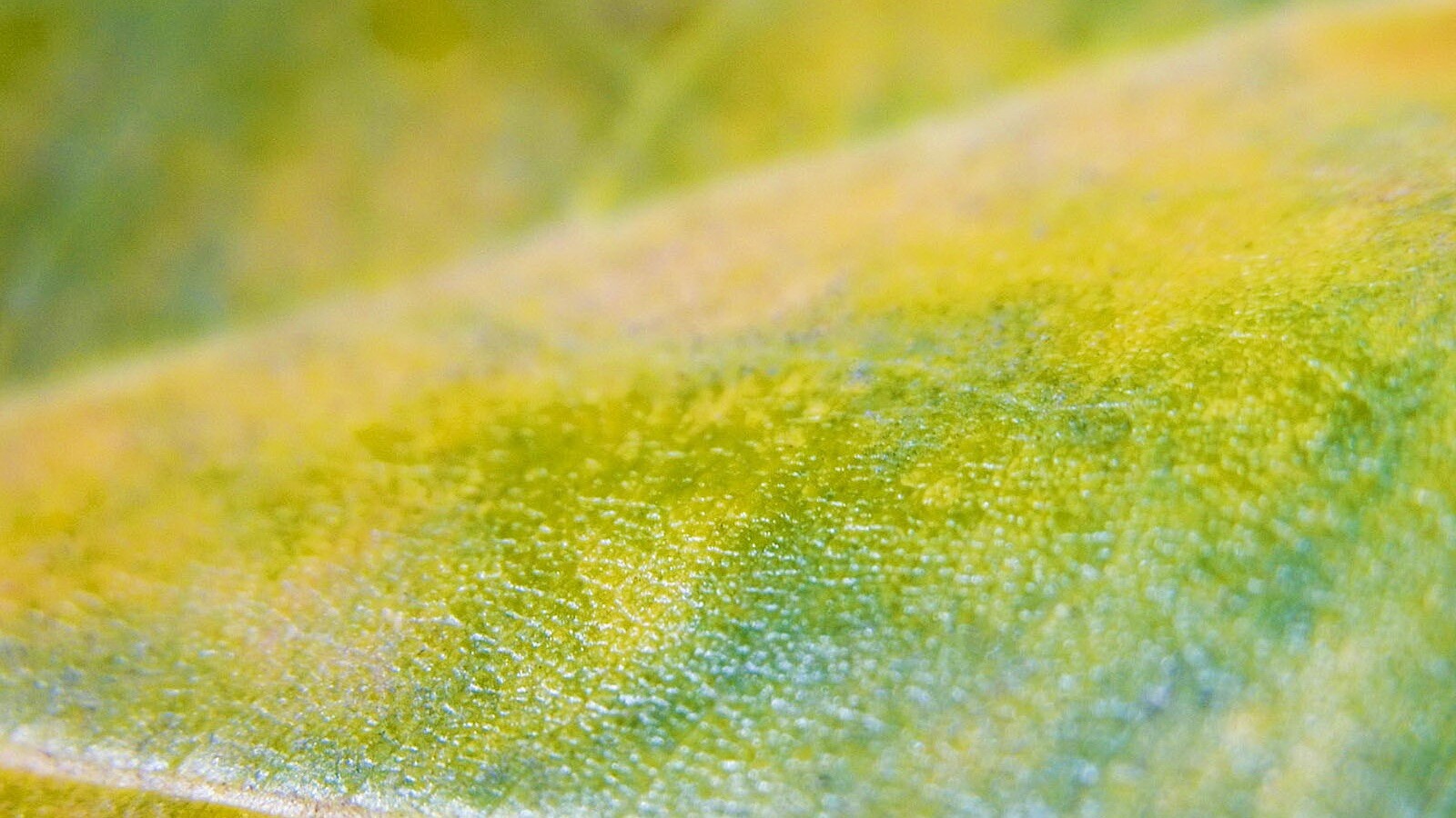 Повехность листа обои