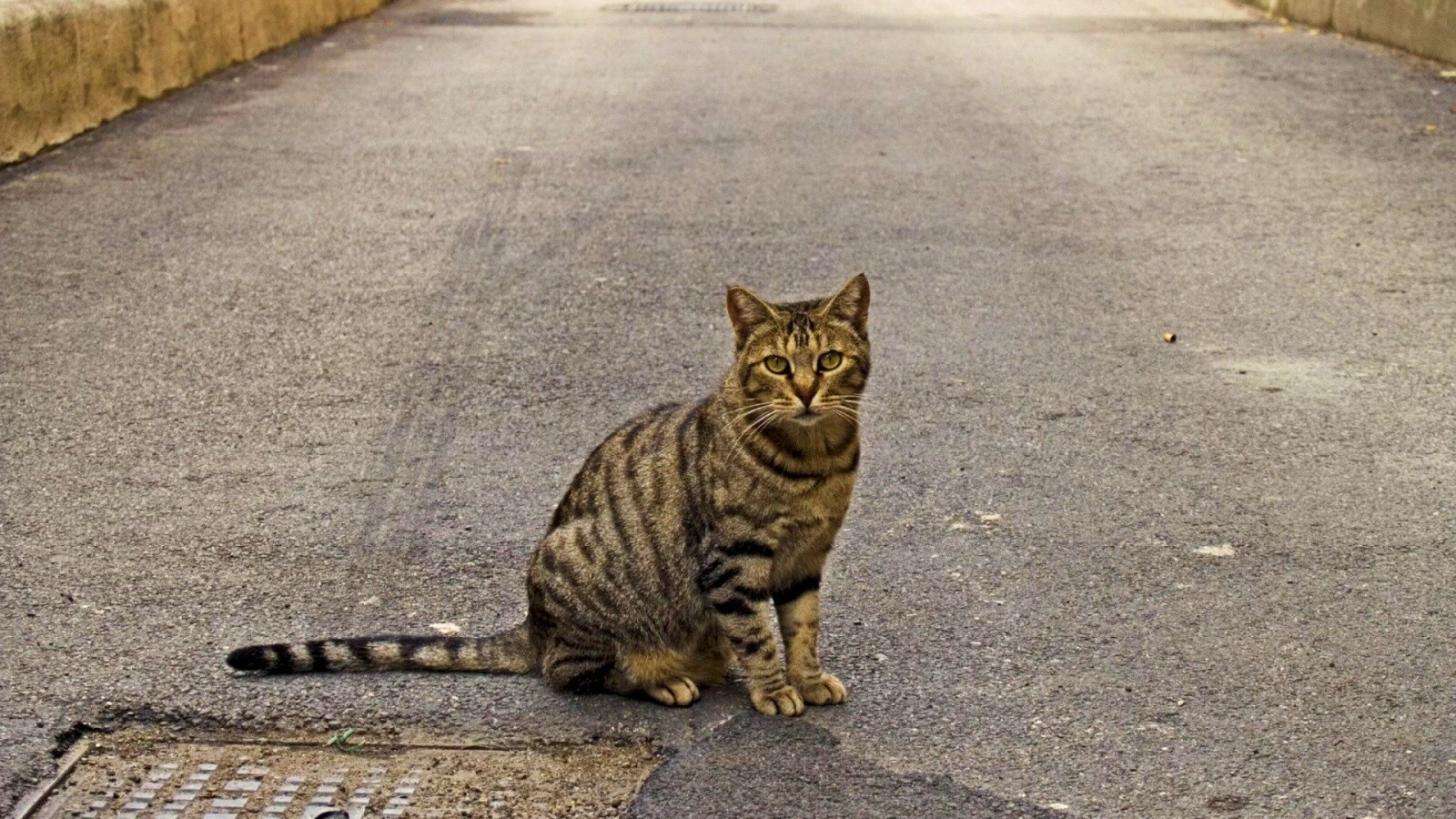 Бездомный котик обои