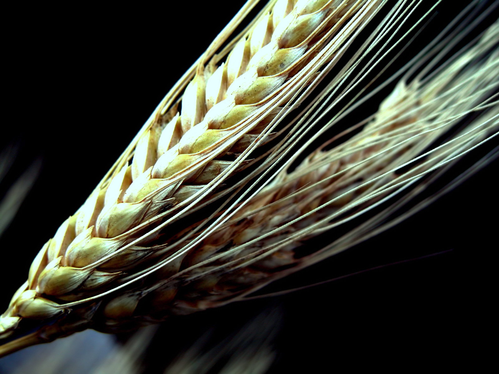 Древняя пшеница Колос