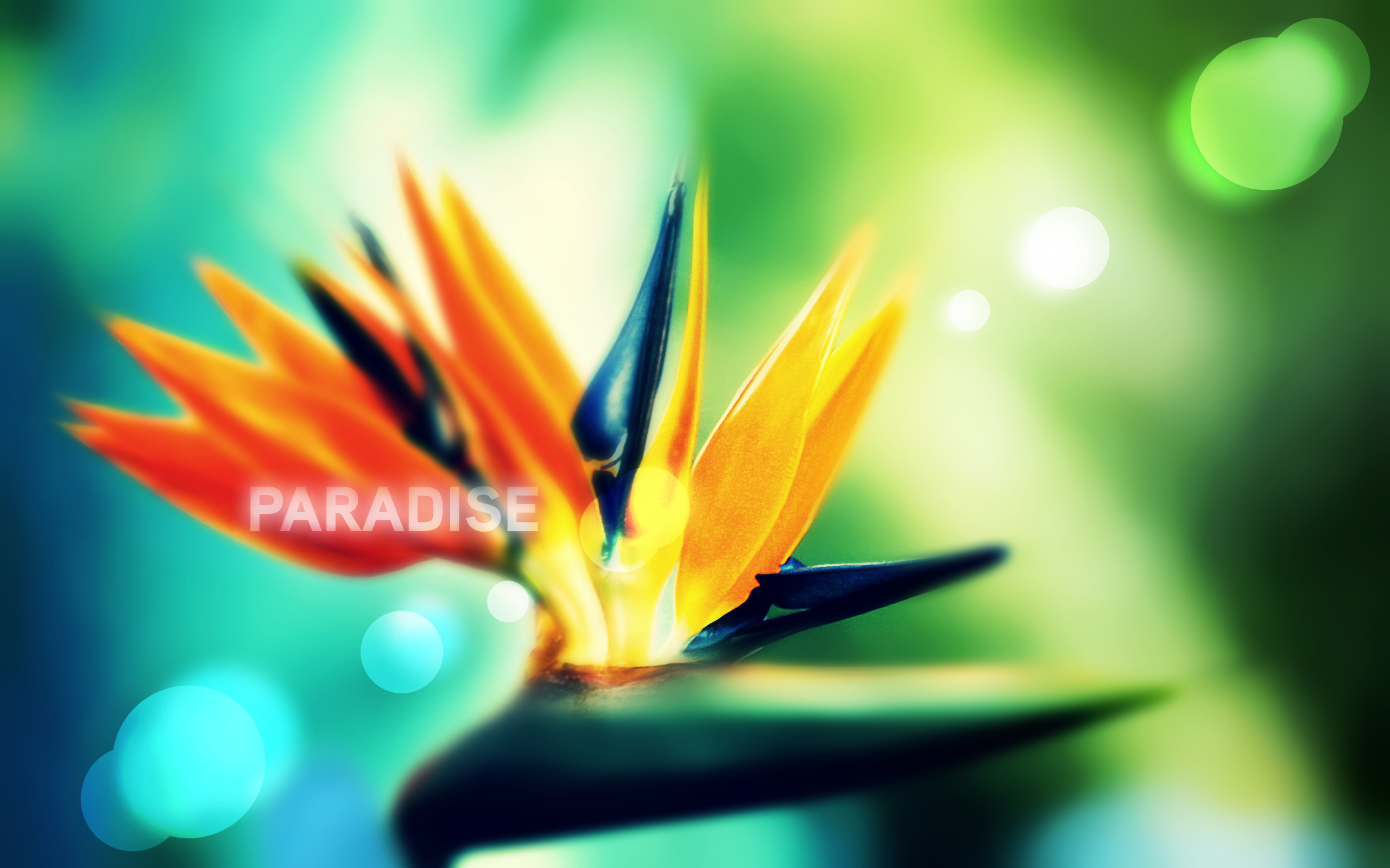 Paradise обои