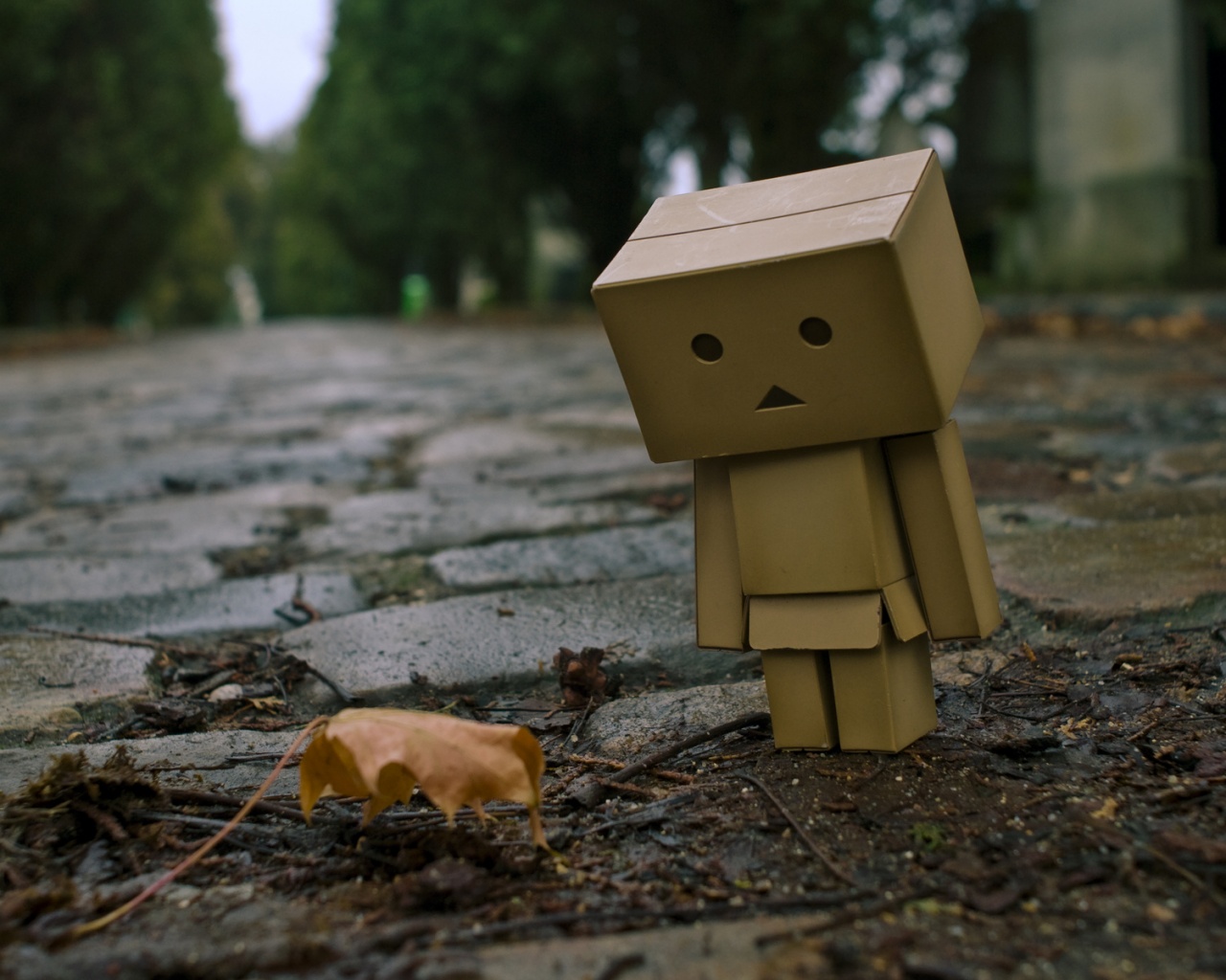 Danbo и первый осенний лист обои