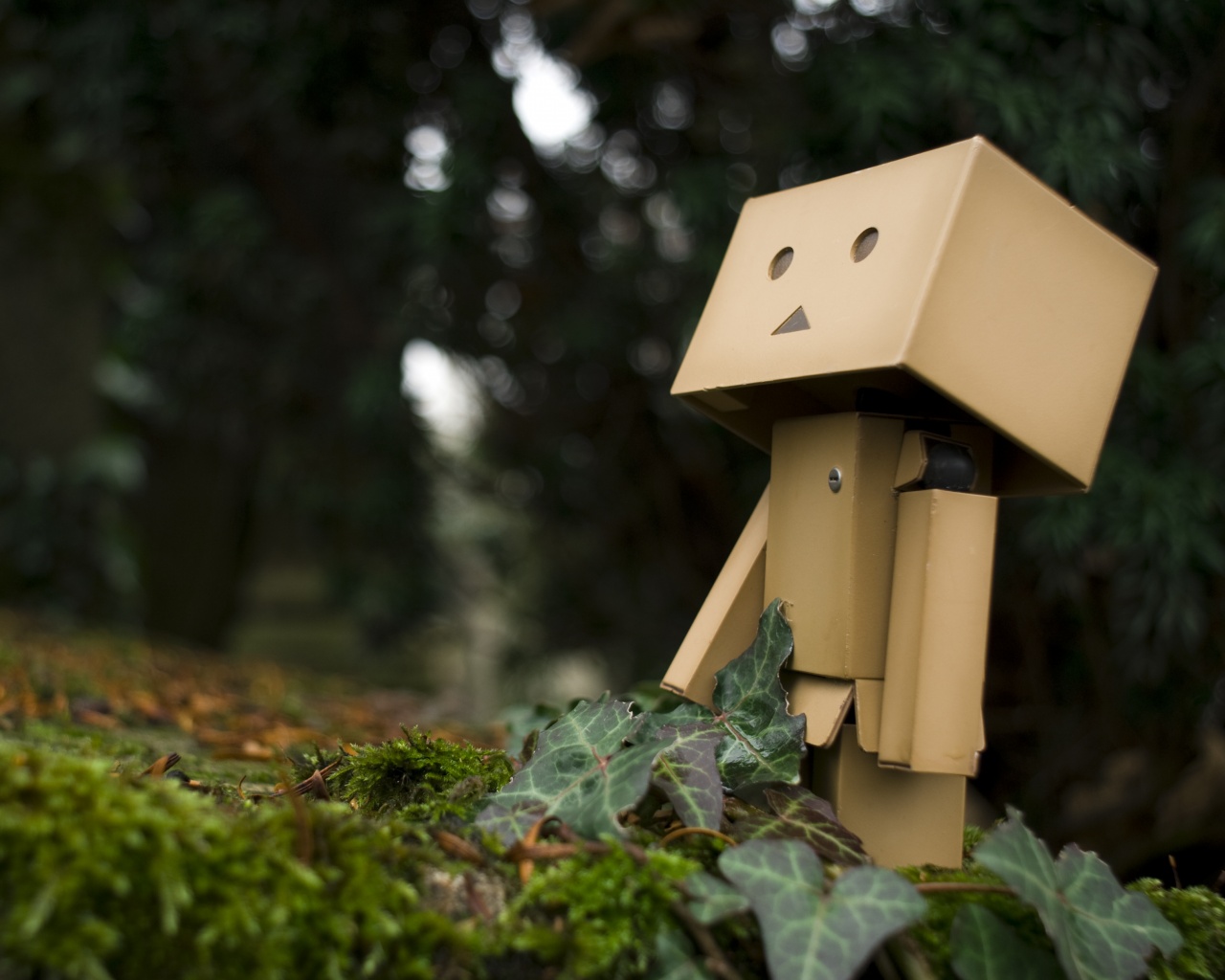 Danbo смотрит вверх обои