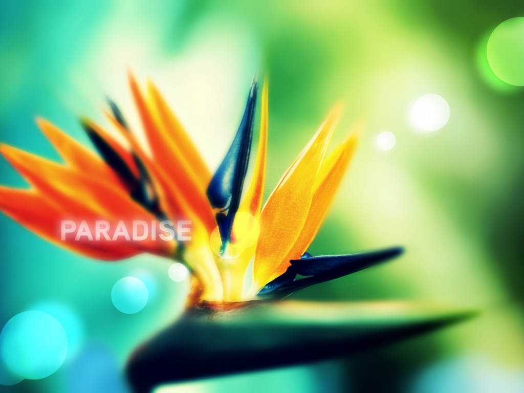 Paradise обои