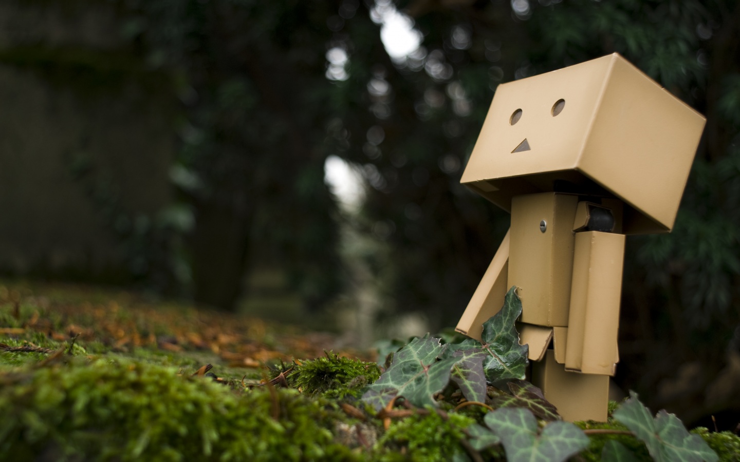 Danbo смотрит вверх обои