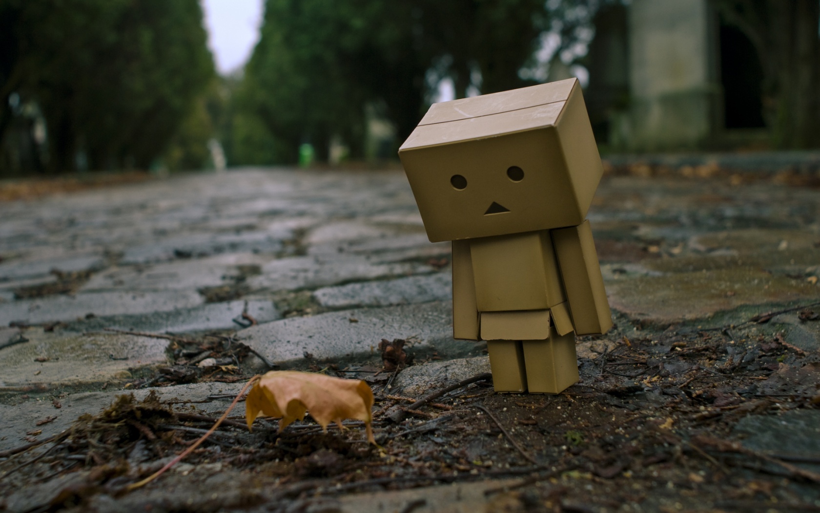 Danbo и первый осенний лист обои