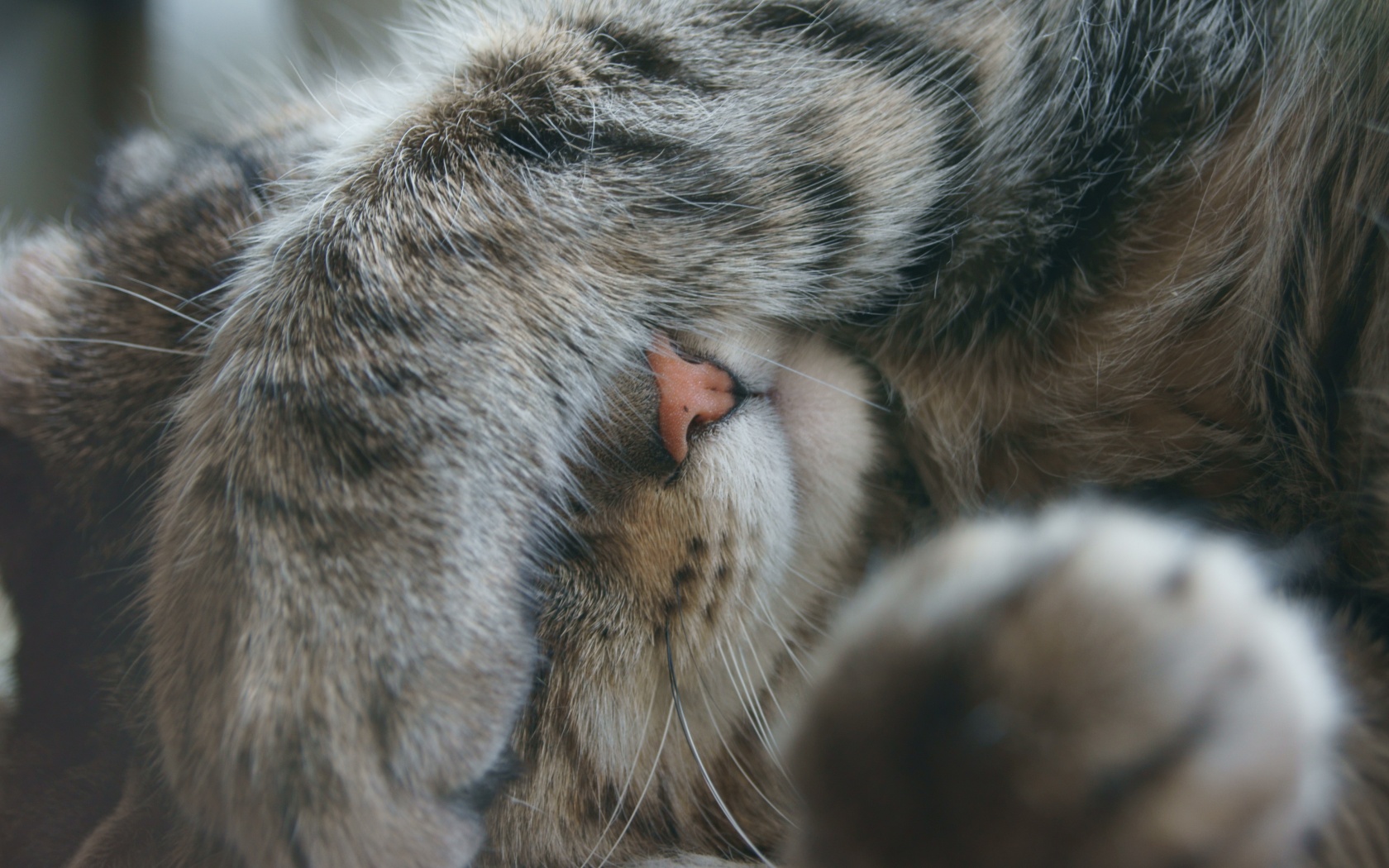 Facepalm по-кошачьи обои