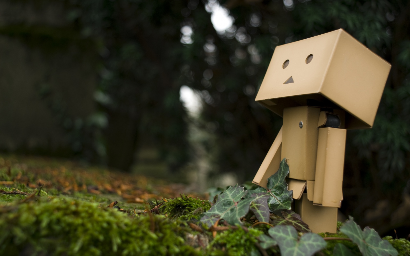 Danbo смотрит вверх обои