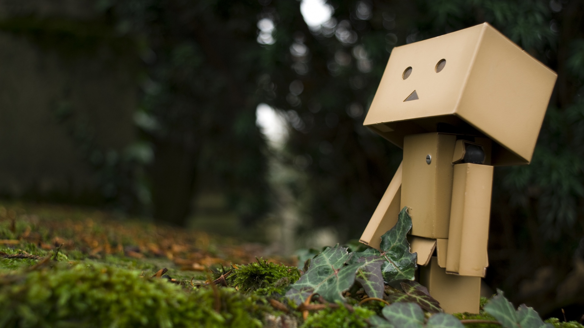 Danbo смотрит вверх обои