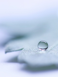 Капля на замёрзжем листе обои