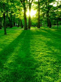 Лучи солнца сквозь листву деревьев обои