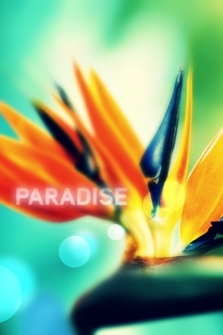 Paradise обои