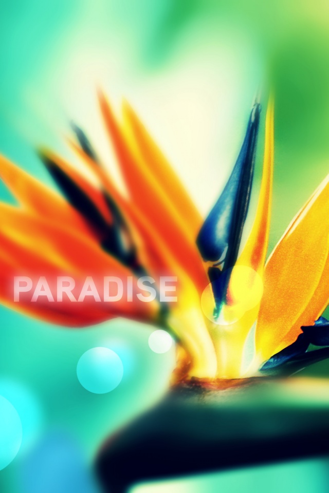 Paradise обои