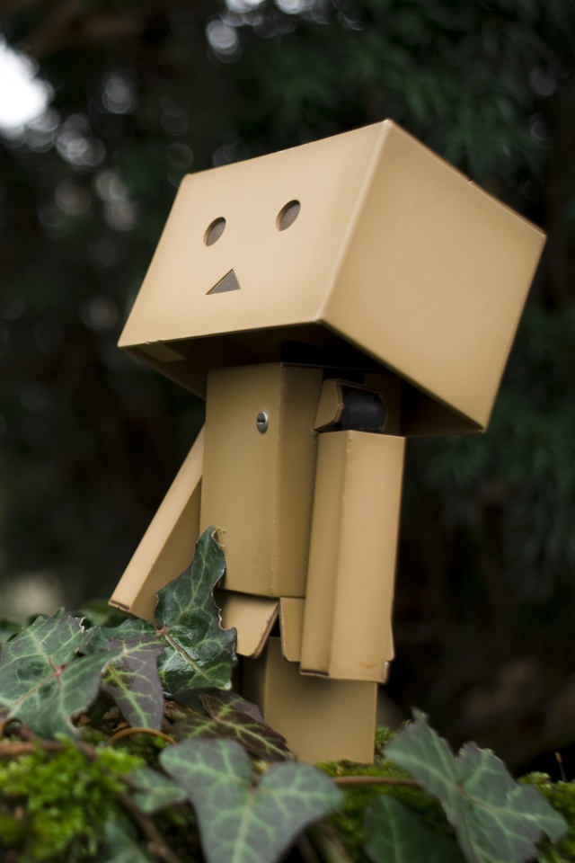 Danbo смотрит вверх обои