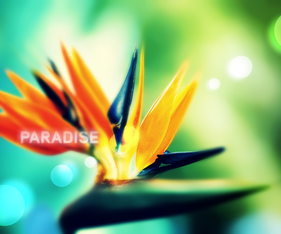 Paradise обои