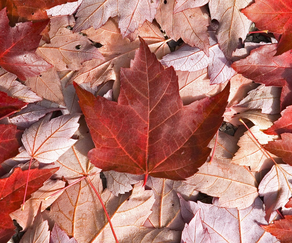 Флаг Канады из листьев обои