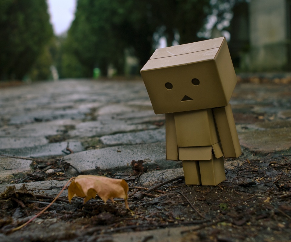 Danbo и первый осенний лист обои