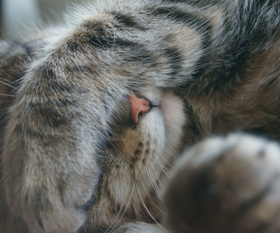 Facepalm по-кошачьи обои